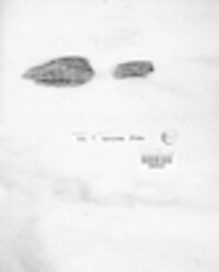 Hypoxylon rubiginosum image